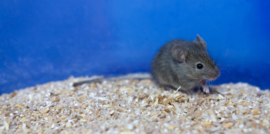 Year-Round Rodent Control: Protecting Your Bottom Line and Biosecurity